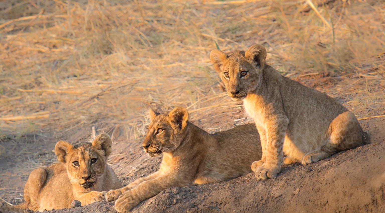 Ruaha Lion Cubs Itinerary Hero SS