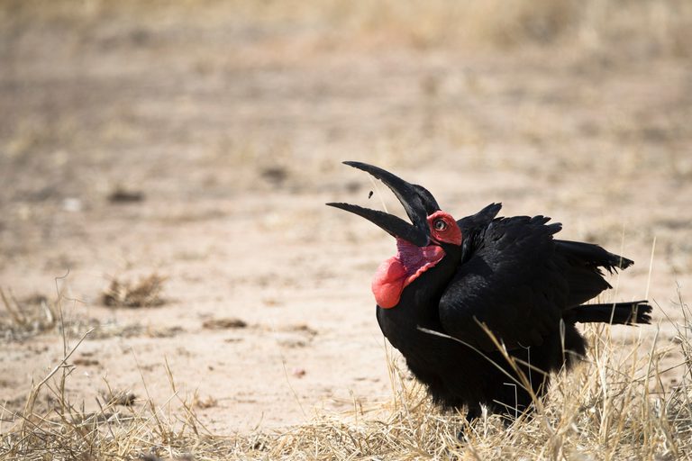 Ruaha Southern Ground Hornbill SS