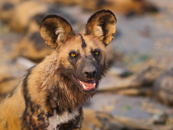 Ruaha Wild dog Itinerary Hero SS