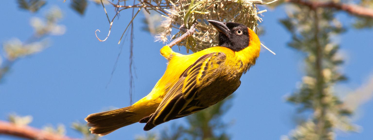 Weaver Bird nesting Ruaha SS