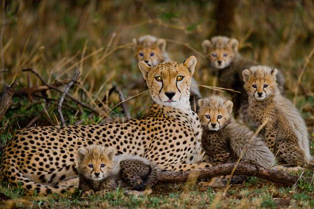 Cheetah family 5 cubs Serengeti SS