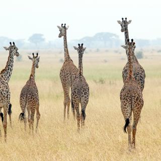 Giraffe family Serengeti SS