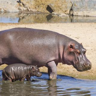 Hippo calf serengeti SS