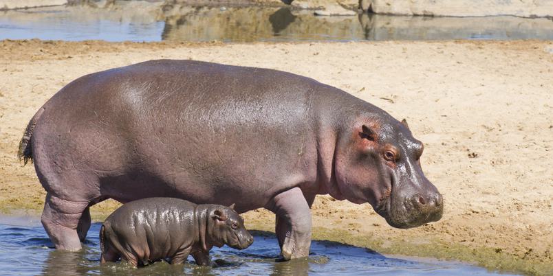 Hippo calf serengeti SS