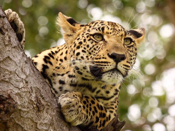 Leopard in tree close up Serengeti Itinerary Hero SS