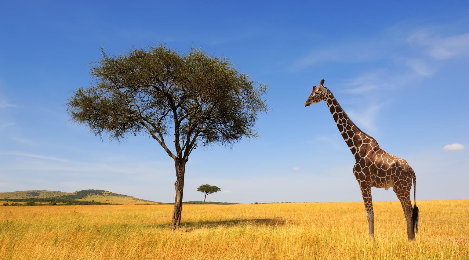 Serengeti Giraffe SS