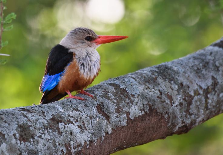 Serengeti Kingfisher Bird SS