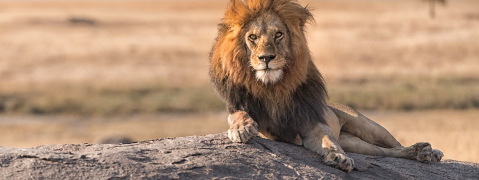 Serengeti Lion SS Itinerary Hero