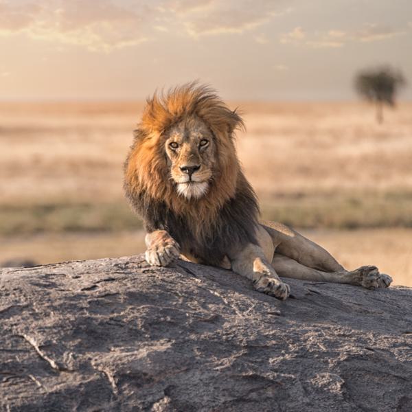 Serengeti Lion SS SQUARE