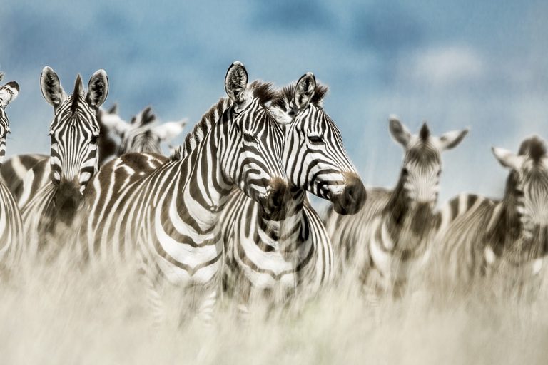 Serengeti Zebra SS