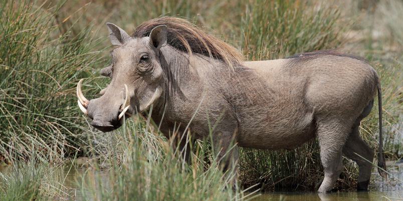 Warthog in water Serengeti SS