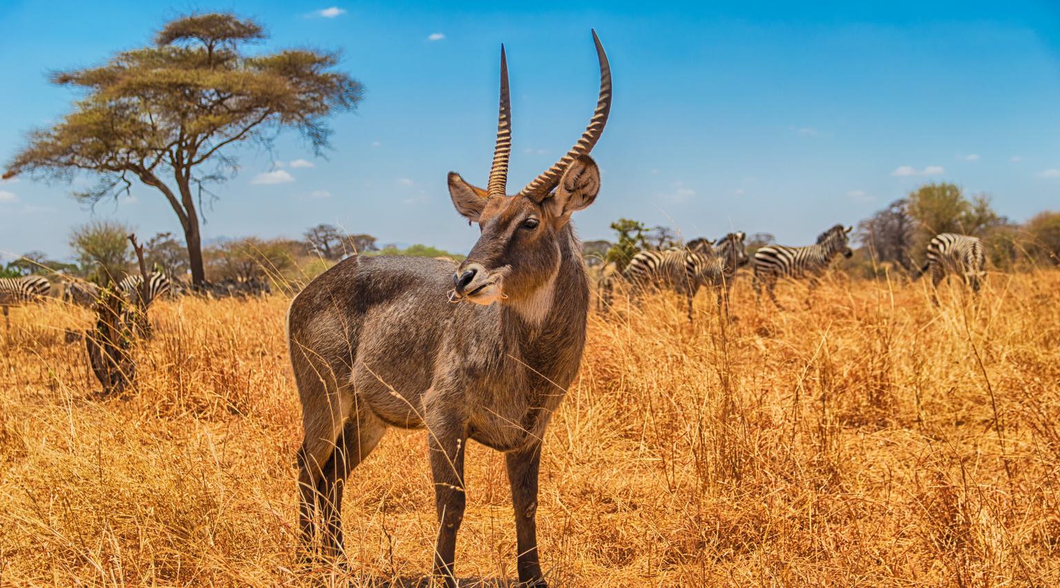 Waterbuck Serengeti SS