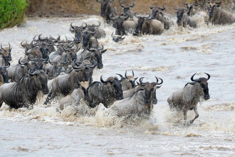 Wildebeest migration crossing river Serengeti SS