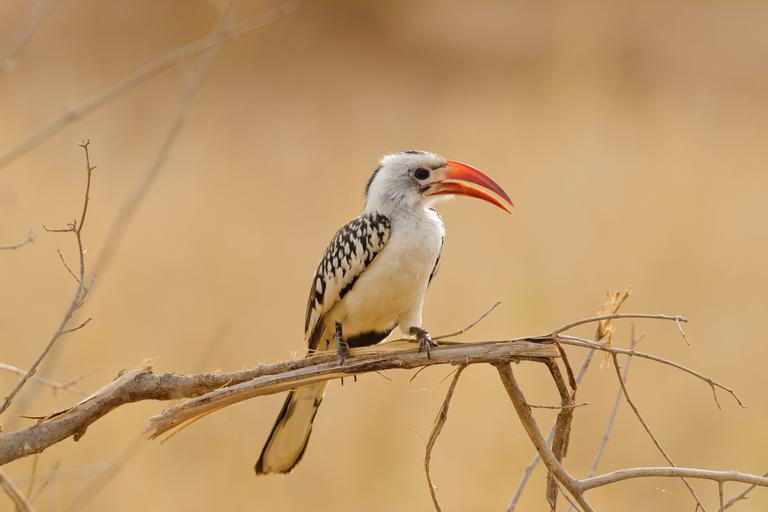 Red billed hornbill Tarangire SS
