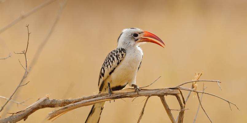 Red billed hornbill Tarangire SS