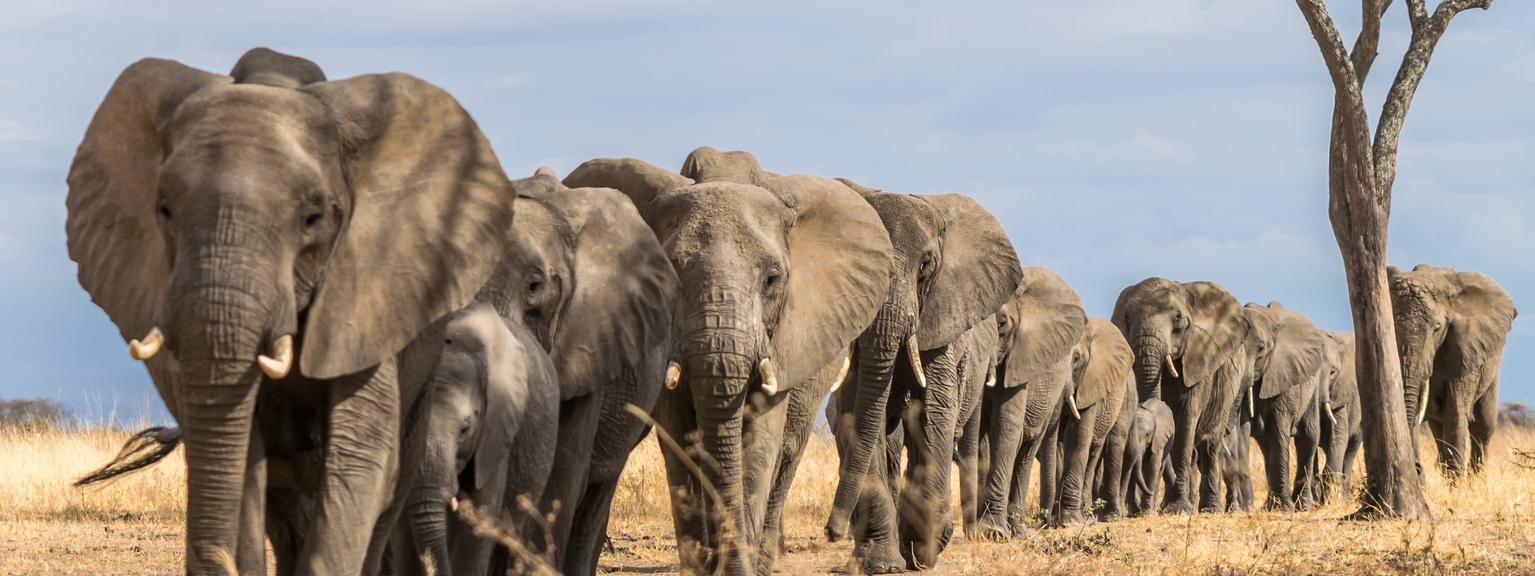 Tarangire Elephants SS