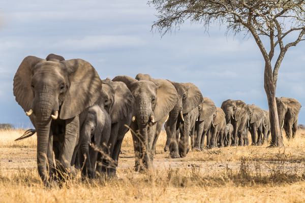 Tarangire Elephants SS