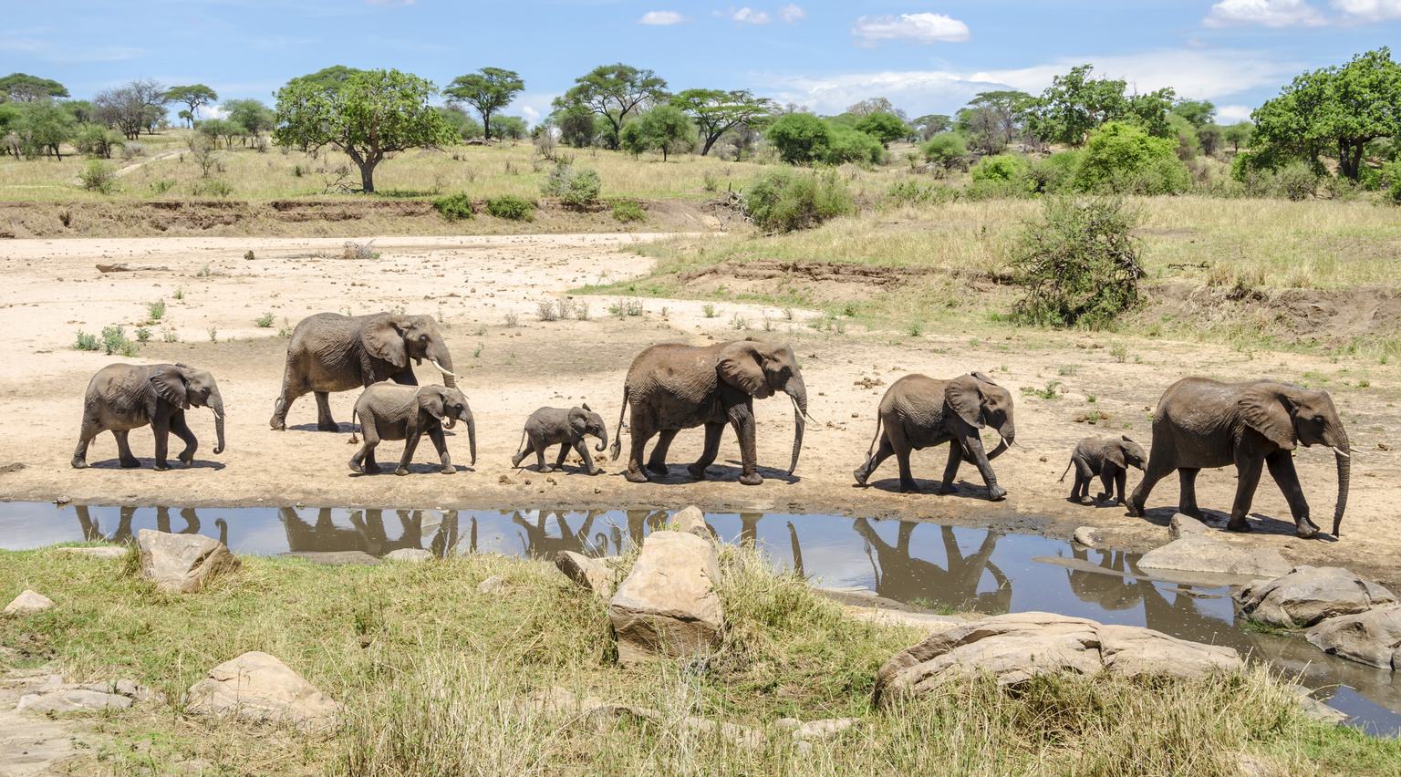 Tarangire Elephants walking by river SS