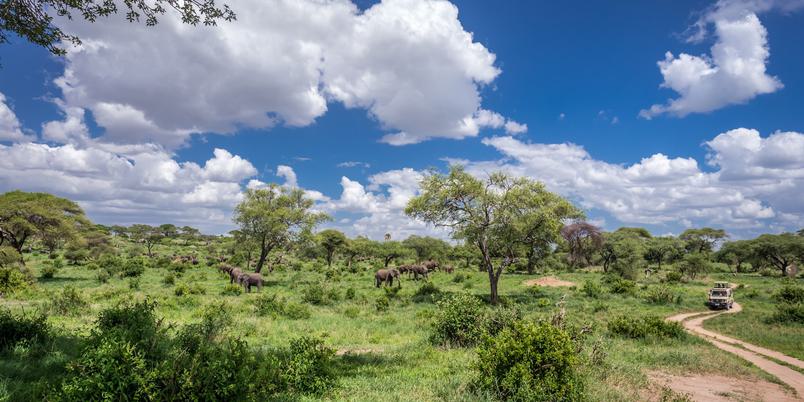 Tarangire Game Drive SS