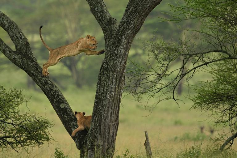 Tarangire Tree Climbing Lions SS