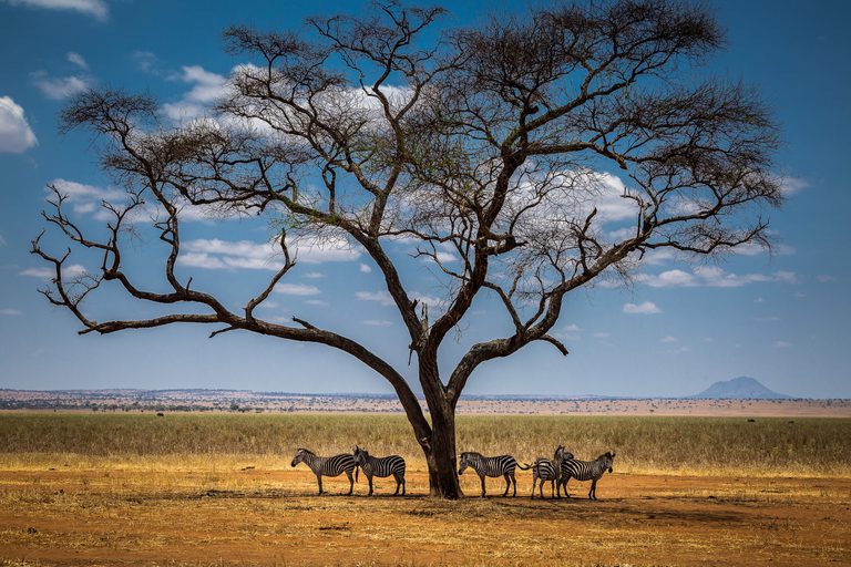 Tarangire Zebra Tree SS