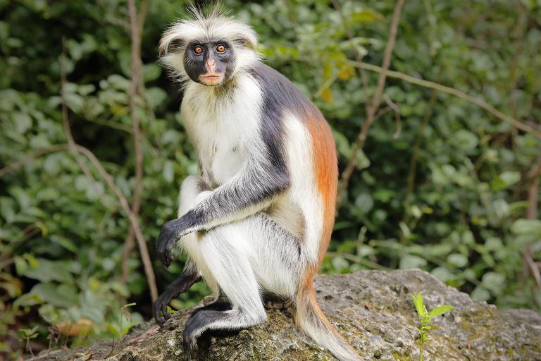 Zanzibar Red Colobus Monkey SS