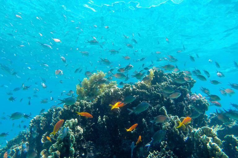 Fanjove island underwater coral fish