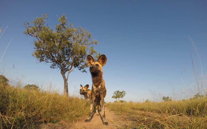 Wild dog Azura Selous