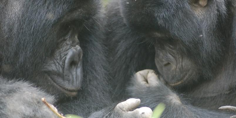 2 Gorillas look of love Uganda