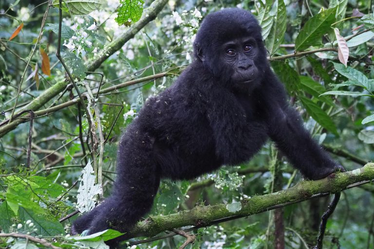 Mahogany Springs Gorilla on branch