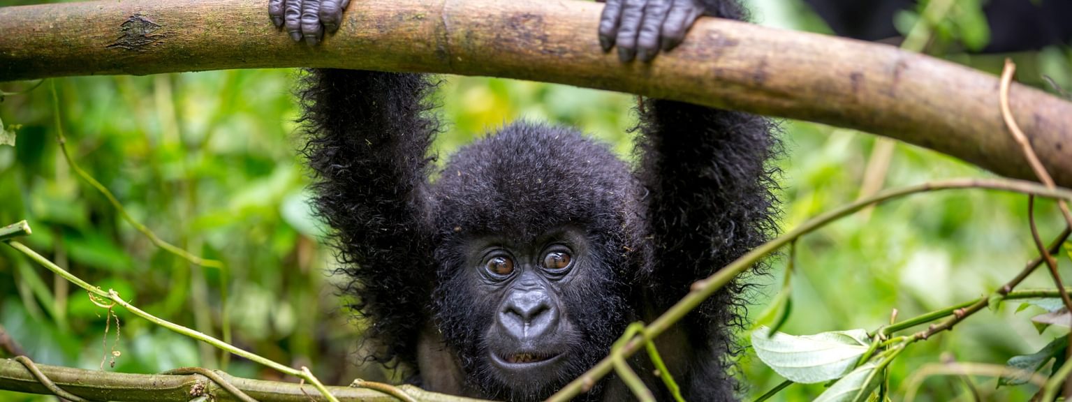 Baby Gorilla hanging on branch Uganda SS