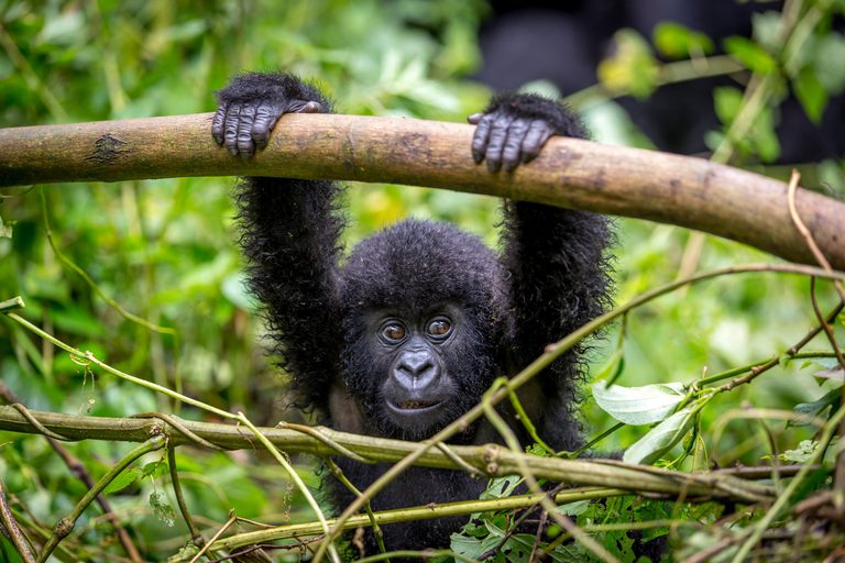Baby Gorilla hanging on branch Uganda SS