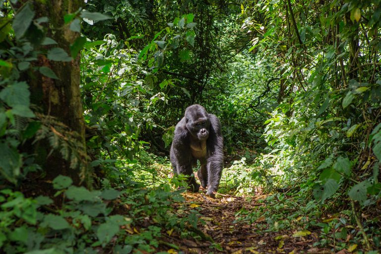 Bwindi Gorilla walking towards camera SS
