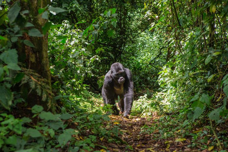 Bwindi Gorilla walking towards camera SS