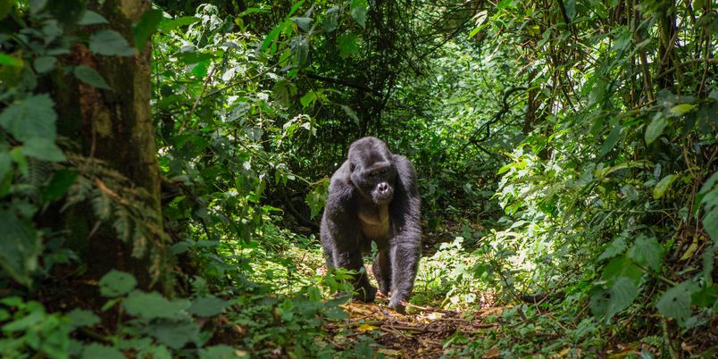 Bwindi Gorilla walking towards camera SS