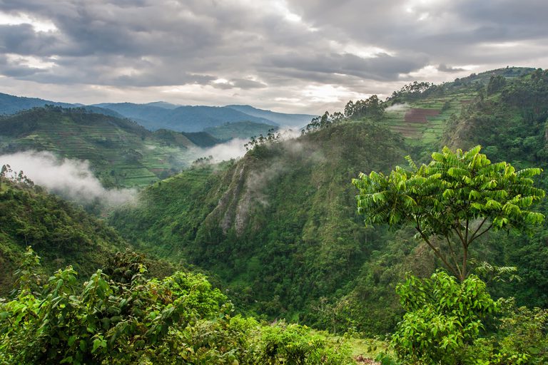 Bwindi Impenetrable Forest green landscape SS