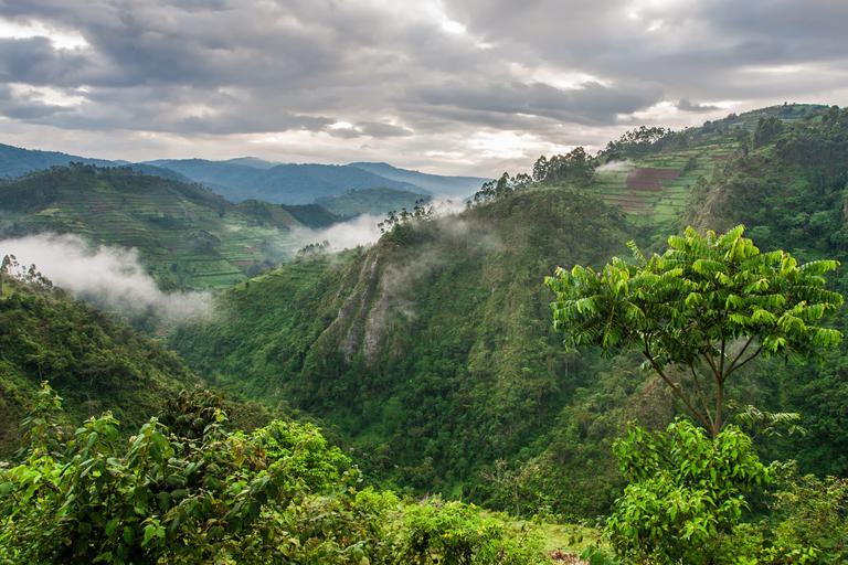Bwindi Impenetrable Forest green landscape SS
