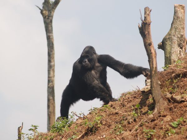 Gorilla climbing hillside Uganda ITINERARY HERO