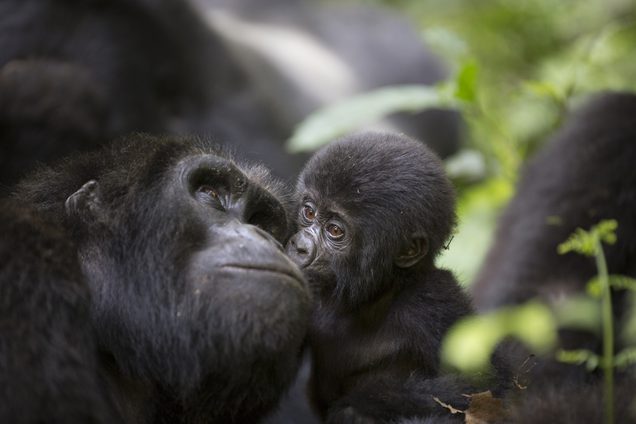 Gorilla mum and baby Uganda SS