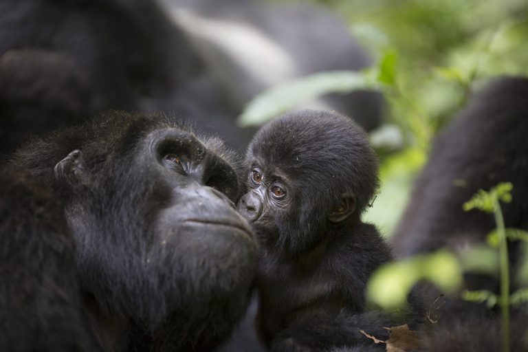 Gorilla mum and baby Uganda SS