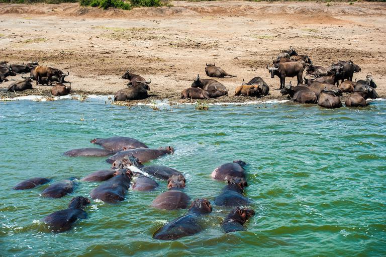 Hippo pod in river buffalo on banks Uganda SS