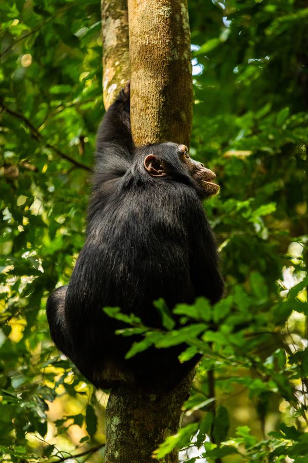 Kibale Chimp Climbing PORTRAIT SS