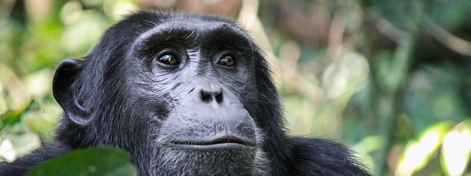 Kibale Chimpanzee close up SS