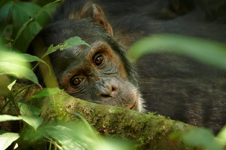 Kibale Chimpanzee head tilted SS