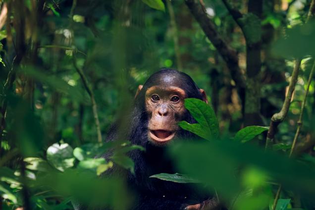 Kibale Chimpanzee looking through leaves SS