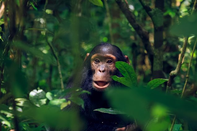 Kibale Chimpanzee looking through leaves SS