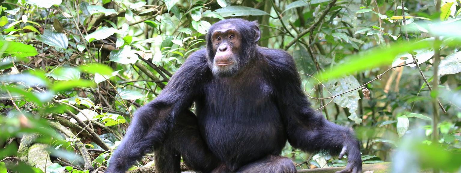Kibale Chimpanzee sitting SS