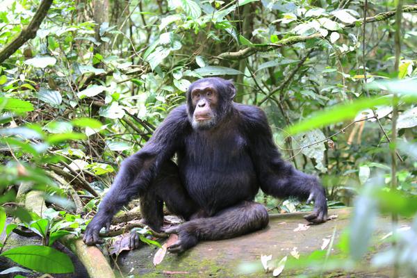 Kibale Chimpanzee sitting SS