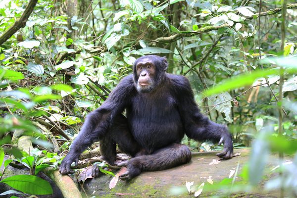 Kibale Chimpanzee sitting SS