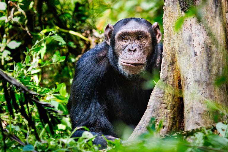 Kibale NP Chimpanzee SS